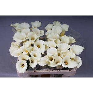 Zantedeschia snowstar