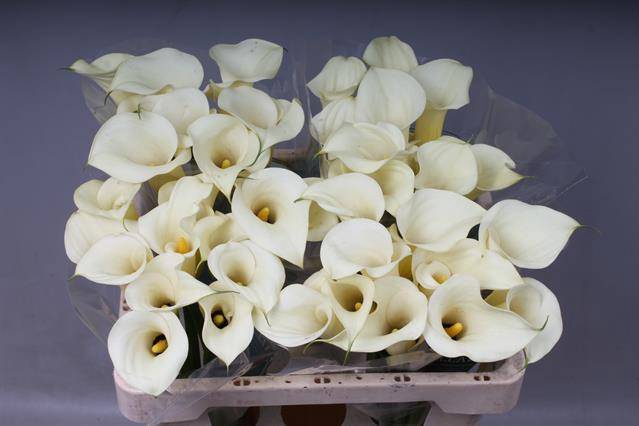 <h4>Zantedeschia snowstar</h4>