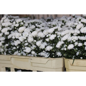 ASTER MARIANA 060 CM