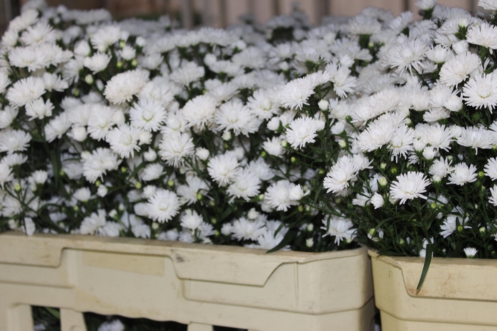 <h4>ASTER MARIANA 060 CM</h4>