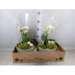 Arr.  Phalaenopsis  H%