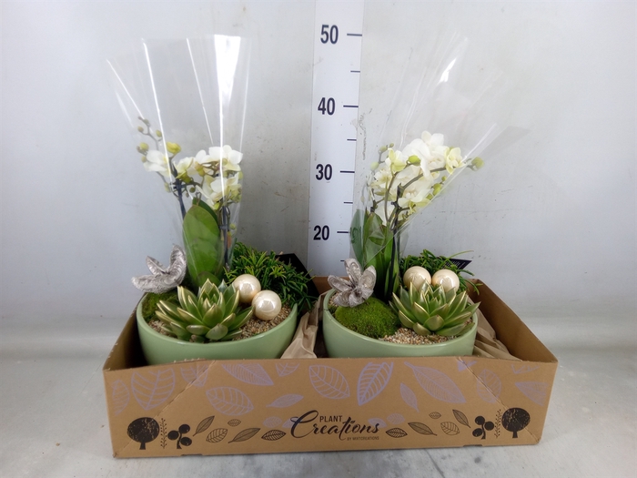 <h4>Arr.  Phalaenopsis  H%</h4>