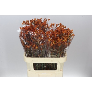 Anigozanthos Orange Fever