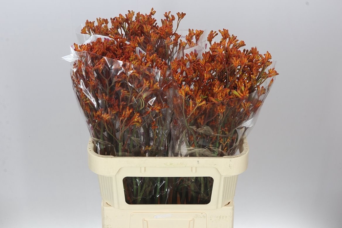 <h4>Anigozanthos Orange Fever</h4>