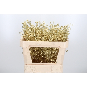 Ilex Kl Bh Goud
