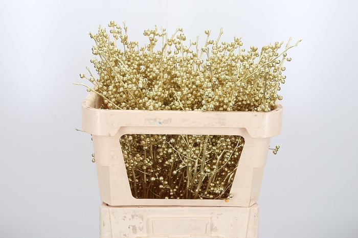 <h4>Ilex Kl Bh Goud</h4>