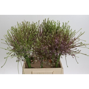 Allium Schubertii