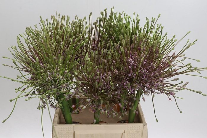 <h4>Allium Schubertii</h4>
