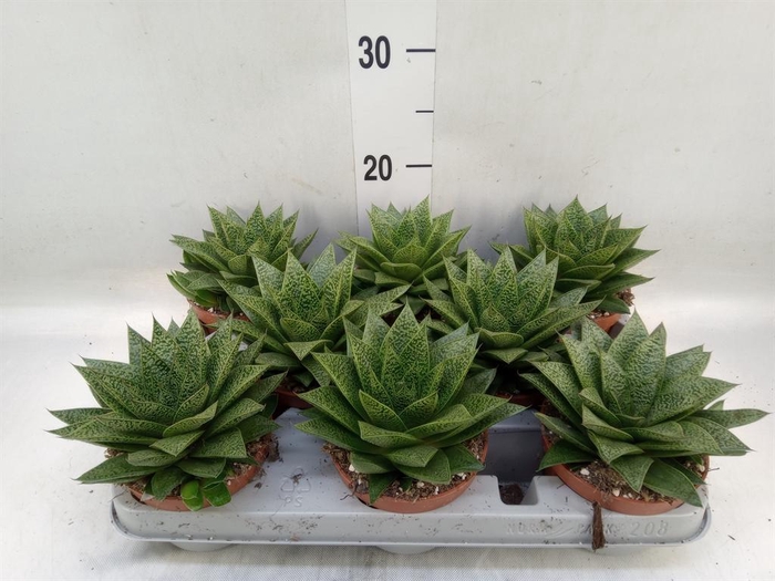 <h4>Gasteria</h4>