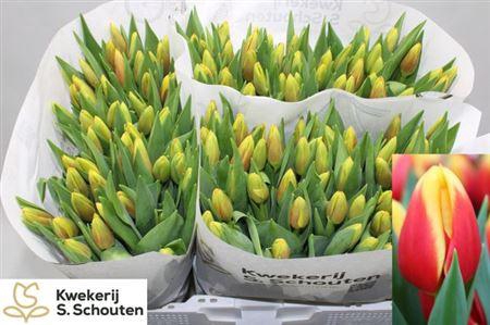 <h4>Tu En Stay Strong</h4>