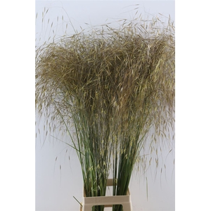 Siergras Stipa Gigantea