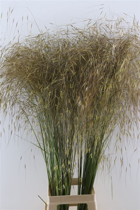 <h4>Siergras Stipa Gigantea</h4>