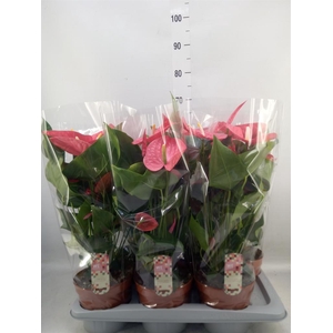 Anthurium andr. 'California'