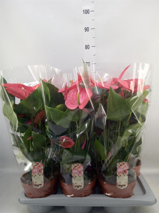 <h4>Anthurium andr. 'California'</h4>