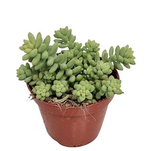 SEDUM BURRITO
