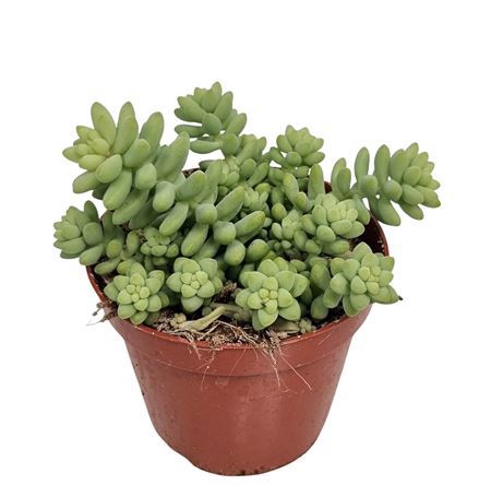 <h4>SEDUM BURRITO</h4>