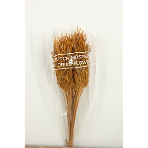 Dried Umbr. Sedge Sm. Leaf Yellow Bunch