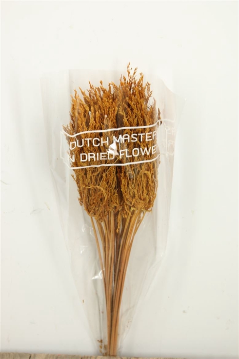 <h4>Dried Umbr. Sedge Sm. Leaf Yellow Bunch</h4>