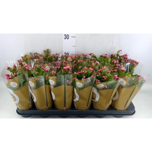 Schlumbergera   ...