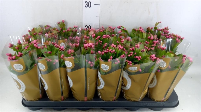 <h4>Schlumbergera   ...</h4>