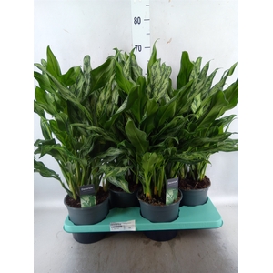 Aglaonema   ...