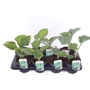 Hosta mix