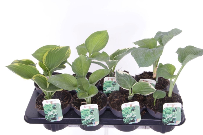 <h4>Hosta mix</h4>
