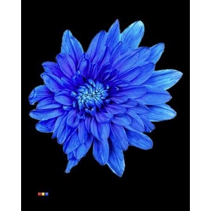 Chr T Baltica Blue