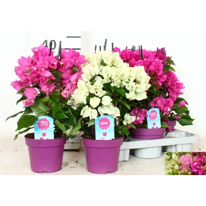 BOUGAINV OV