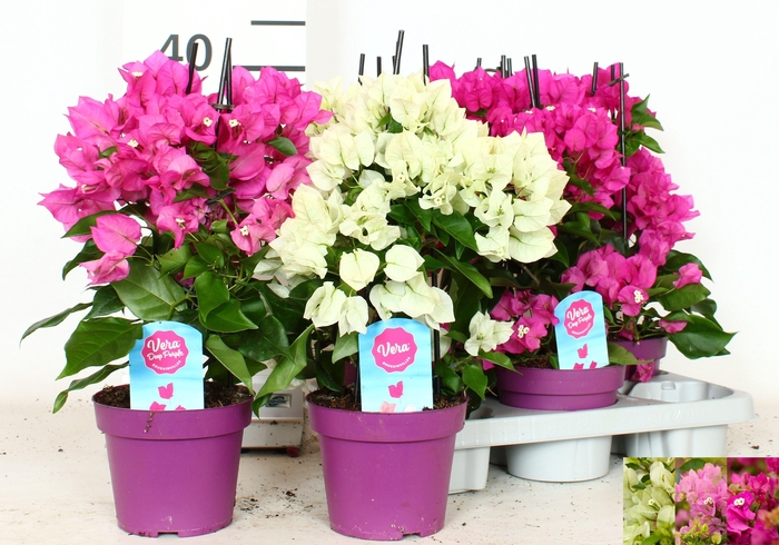 <h4>BOUGAINV OV</h4>