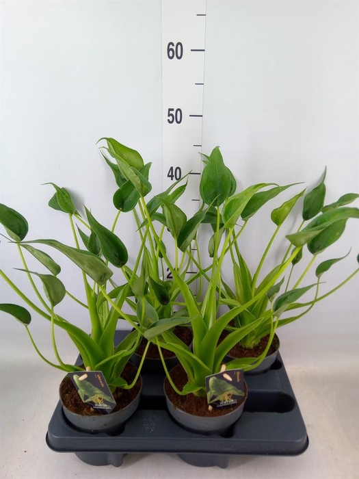 <h4>Alocasia   ...</h4>