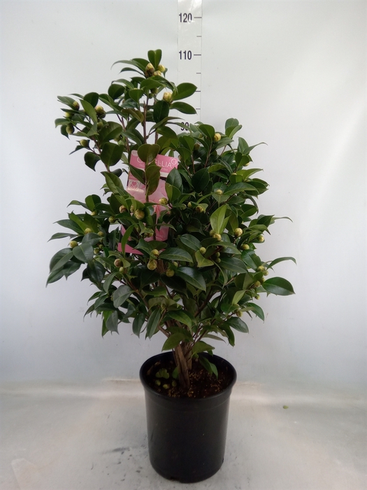 <h4>Camellia japonica</h4>