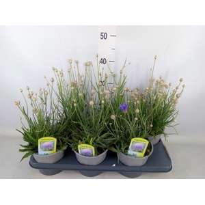 Catananche caerulea   ...