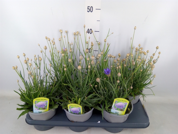 <h4>Catananche caerulea   ...</h4>