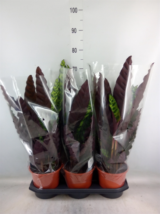 <h4>Calathea lancifolia</h4>