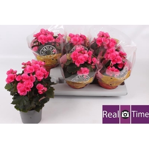 BEG HL ADONIA PINK