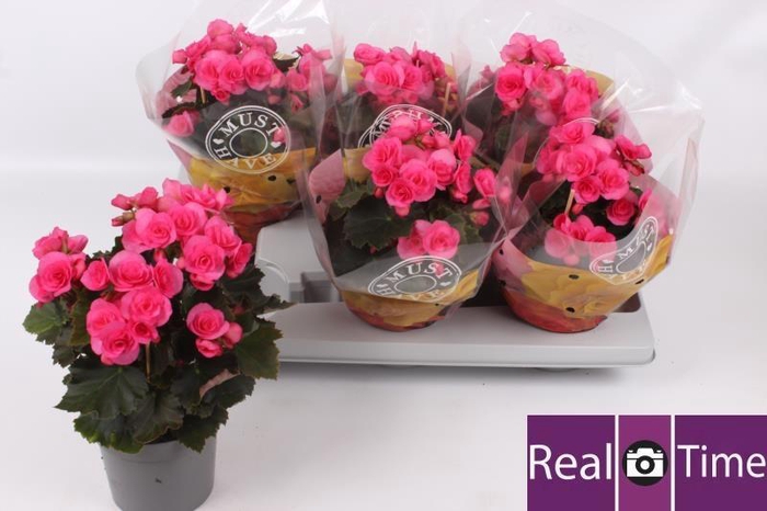 <h4>BEG HL ADONIA PINK</h4>