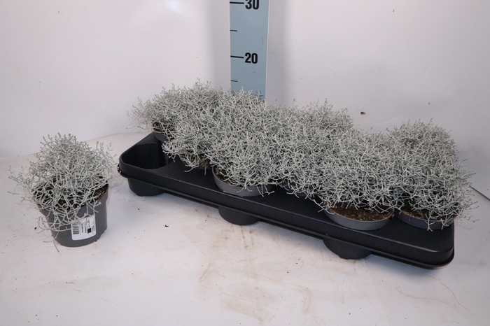 <h4>LEUCOPH BROWNII</h4>