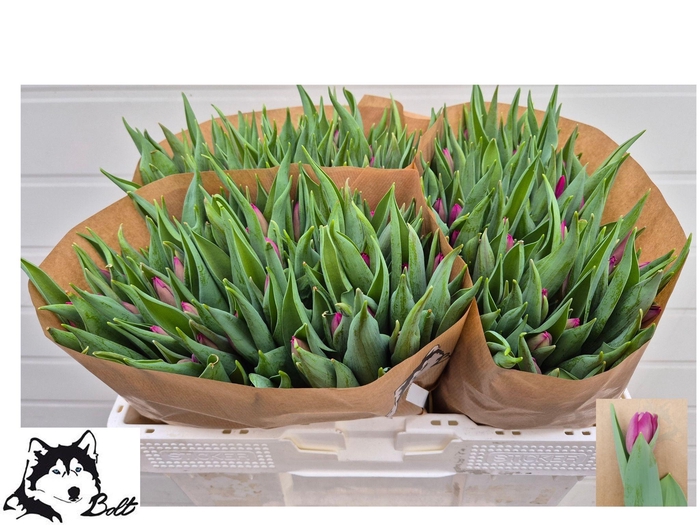 <h4>TU EN PURPLE PRINCE</h4>