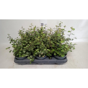 Muehlenbeckia com. 'Mao'ri'