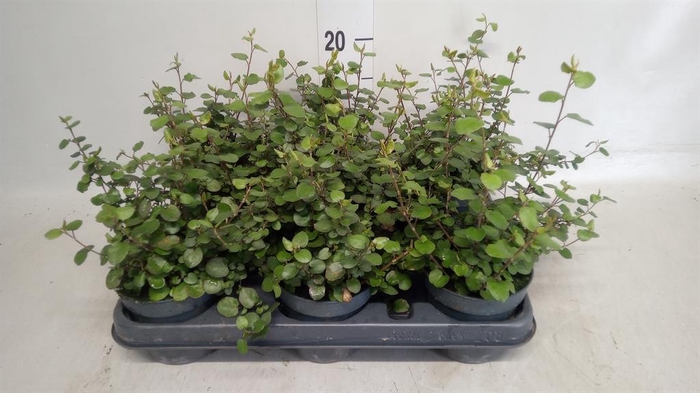 <h4>Muehlenbeckia com. 'Mao'ri'</h4>