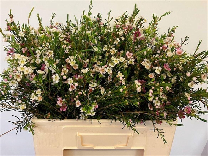 <h4>CHAME UN DUAL STAR</h4>