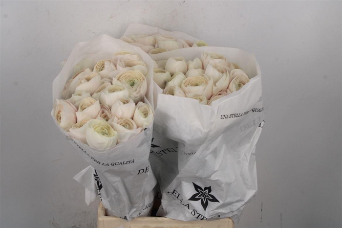 <h4>Ran Su Hanoi</h4>