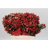Hypericum True Romance
