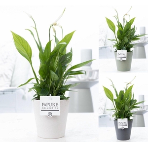 Spathiphyllum Korto in P&PURE Ruby ceramics 3 ass.