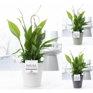 Spathiphyllum Korto in P&PURE Ruby ceramics 3 ass.
