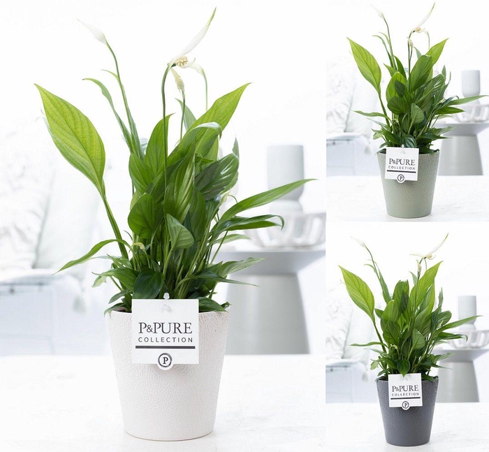 <h4>Spathiphyllum Korto in P&PURE Ruby ceramics 3 ass.</h4>