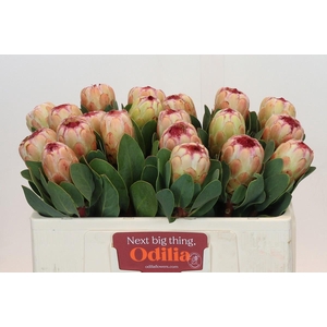 PROTEA GRANDICOLOR