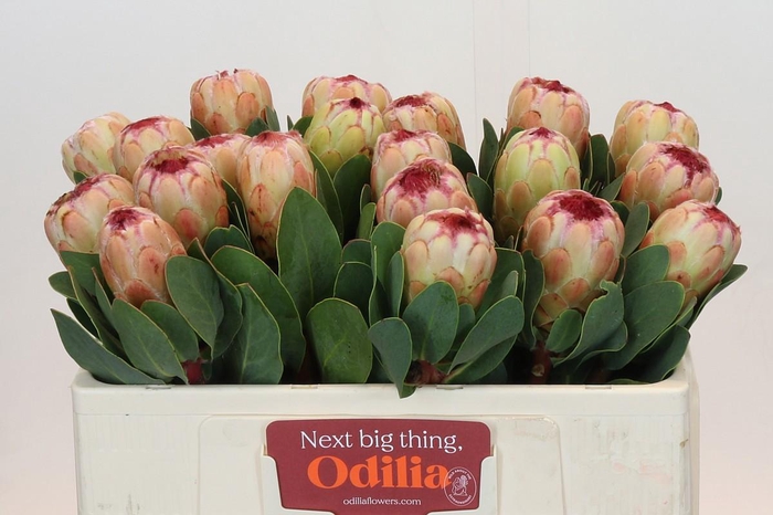 <h4>PROTEA GRANDICOLOR</h4>