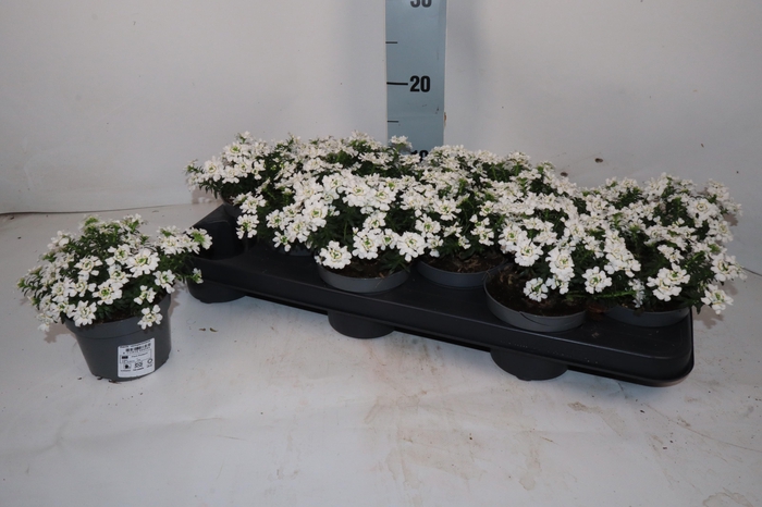 <h4>IBER SEMPERVIRENS</h4>